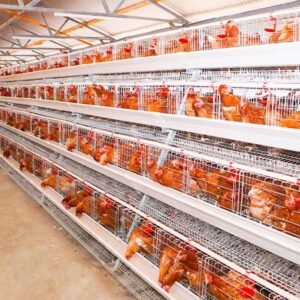 Cage d’élevage des poules pondeuses, poulets de chaire, cailles, Autruches,…