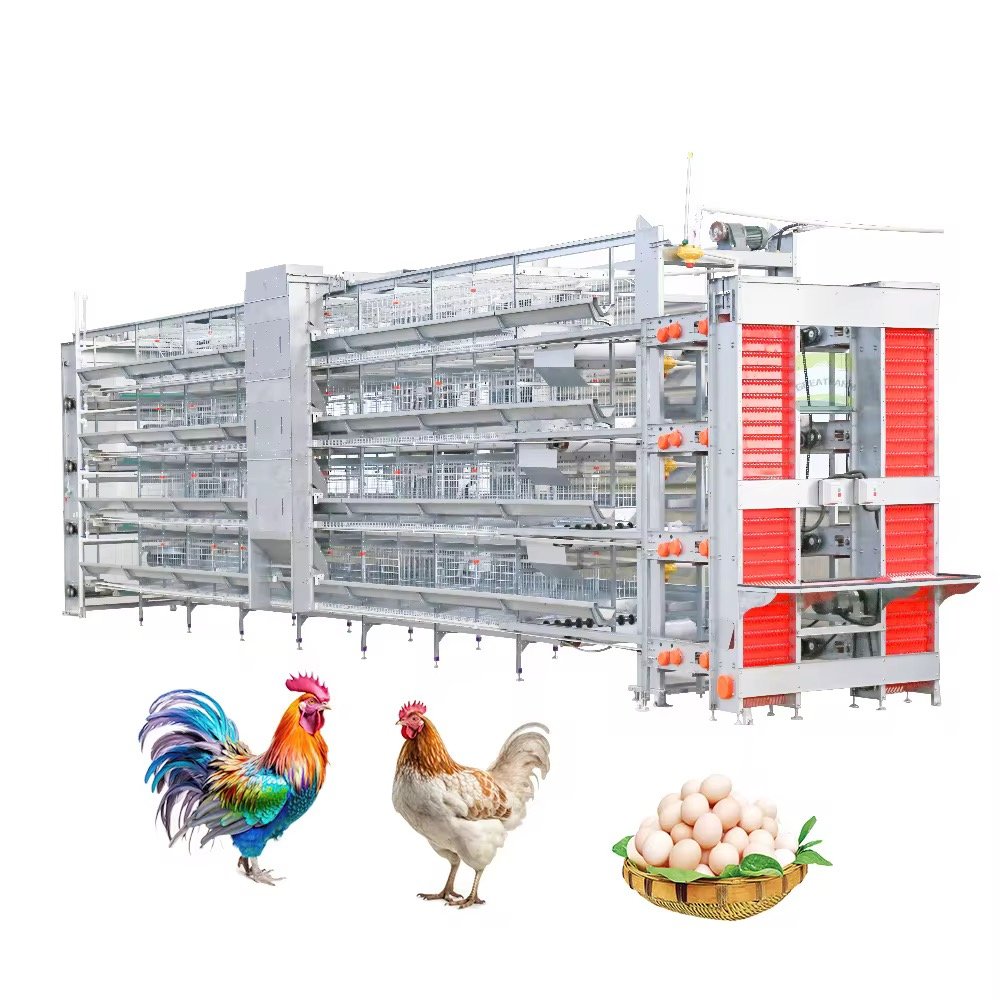 Cage d’élevage des poules pondeuses, poulets de chaire, cailles, Autruches,… – Image 2