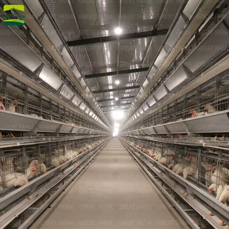 Cage d’élevage des poules pondeuses, poulets de chaire, cailles, Autruches,… – Image 3